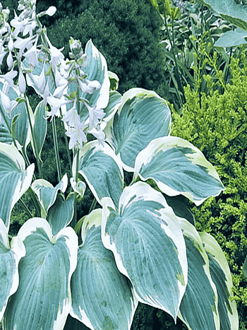 Хоста Orion's Belt