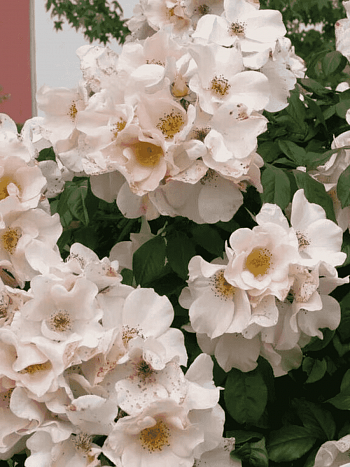 Роза кустовая Sally Holmes