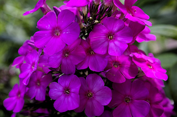 Флокс метельчатый Делила