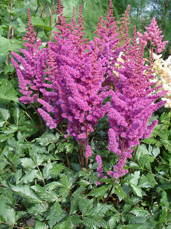 Астильба китайская Вижнс ин Ред