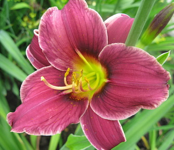 Лилейник гибридный Литтл Мисси