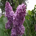 Сирень обыкновенная Сиреневое счастье
