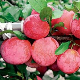 Слива Красивая Веча