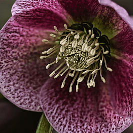 Морозник восточный Red Spotted