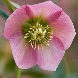 Морозник восточный Pretty Ellen Pink