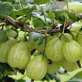 Крыжовник Белый Триумф (Лакшинский) на Штамбе