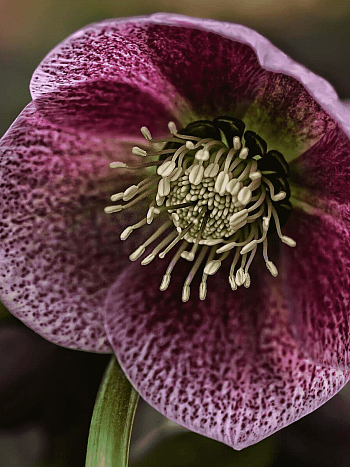 Морозник восточный Red Spotted