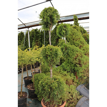 Туя западная Смарагд - трибол Туя западная Смарагд - трибол