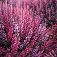 Вереск обыкновенный Pink Bettina