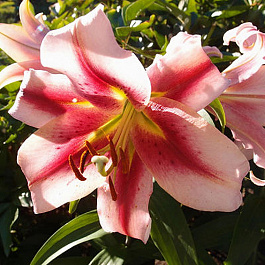 Лилия от-гибрид Олимпик Флейм