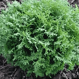 Туя западная Little Gem