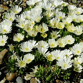 Делосперма Купера Alba