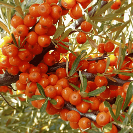 Облепиха крушиновидная Leikora