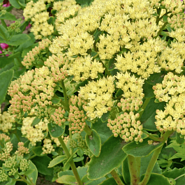 Очиток Sunkissed