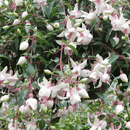 Фуксия ампельная Harry Gray