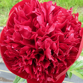 Пион травянистый Комманд Перформанс