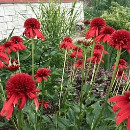 Эхинацея пурпурная Eccentric