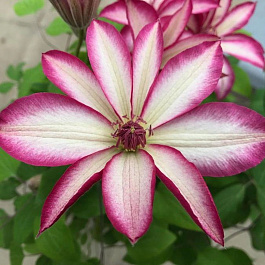 Клематис крупноцветковый Пикоти