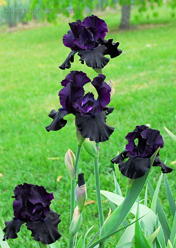 Ирис бородатый Самбука