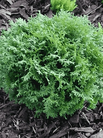 Туя западная Little Gem