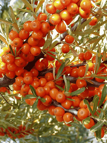 Облепиха крушиновидная Leikora