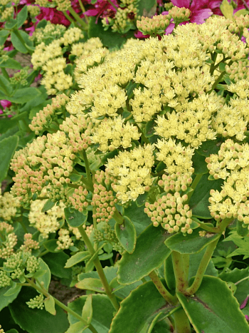 Очиток Sunkissed