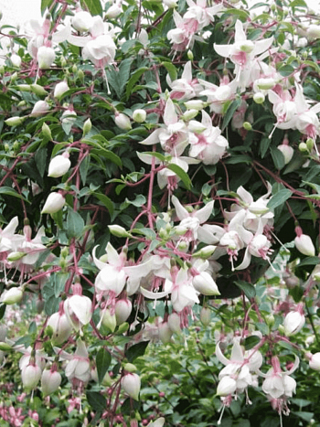 Фуксия ампельная Harry Gray