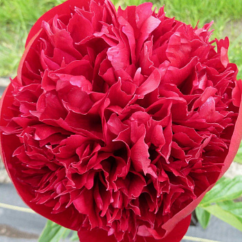 Пион травянистый Комманд Перформанс