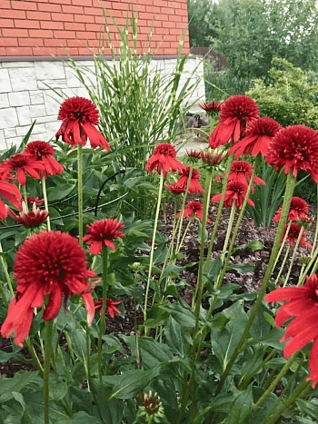 Эхинацея пурпурная Eccentric