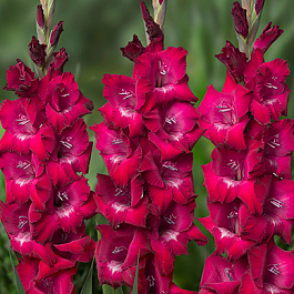 Гладиолус крупноцветковый Бизе