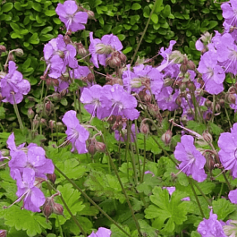 Герань кентабриджийская Cambridge