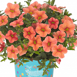 Калибрахоа Aloha Kona Mandarin