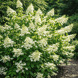 Гортензия метельчатая Levana