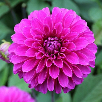 Георгина декоративная Картуш