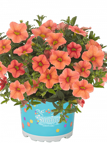 Калибрахоа Aloha Kona Mandarin