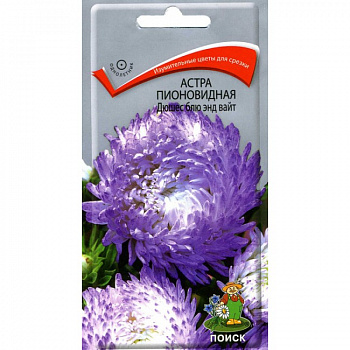 Астра пионовидная Дюшес блю энд вайт