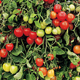 Томат Рябиновые бусы Томат Рябиновые бусы