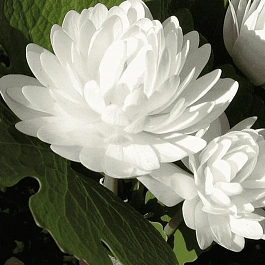 Сангвинария канадская Flora Plena