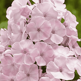 Флокс метельчатый Елена