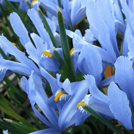 Ирис сетчатый Cantab