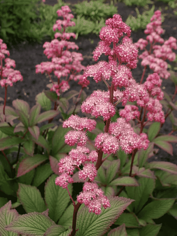 Роджерсия перистая Dark Pokers