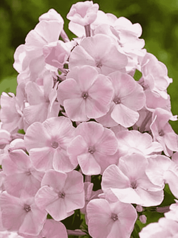 Флокс метельчатый Елена