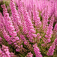 Вереск обыкновенный Anna Sofia