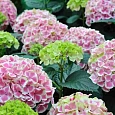 Гортензия крупнолистная Forever and Ever Peppermint