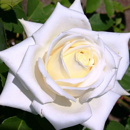 Роза чайно-гибридная Полаштерн