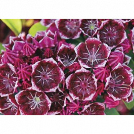 Кальмия широколистная Кипсейк