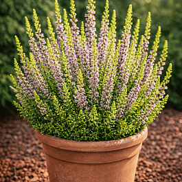 Вереск обыкновенный David Hagenaars