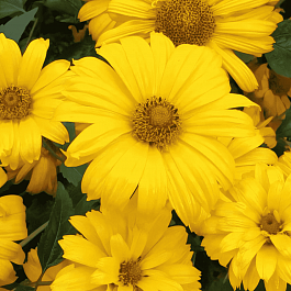 Гелиопсис подсолнечниковидный Summer sun