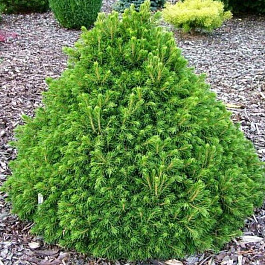 Ель обыкновенная Томпа