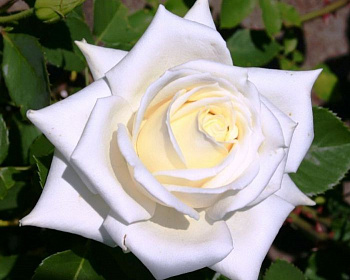 Роза чайно-гибридная Полаштерн Роза чайно-гибридная Полаштерн